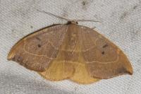Watsonalla binaria