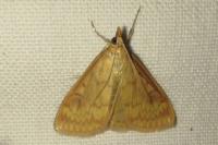 Ostrinia nubilalis/scapulalis