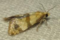 Phalonidia contractana