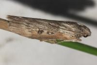 Lamoria anella