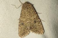 Anarta trifolii