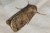 Agrotis bigramma