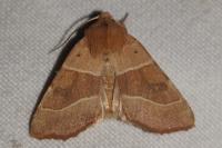 Atethmia centrago
