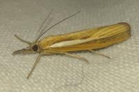 Agriphila tristella