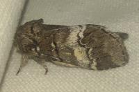 Drymonia querna
