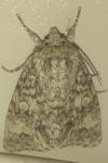 Acronicta megacephala