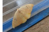 Watsonalla binaria