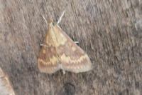 Ostrinia nubilalis/scapulalis