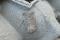 Hoplodrina ambigua