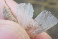 Hoplodrina ambigua