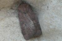 Xestia xanthographa
