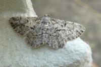 Peribatodes rhomboidaria