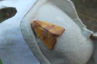Atethmia centrago