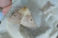 Crocallis elinguaria