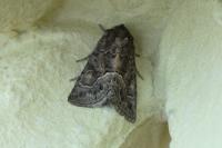 Thalpophila matura