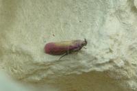 Oncocera semirubella