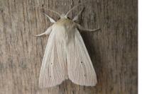 Mythimna pallens