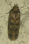 Bryotropha
