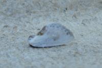 Cilix glaucata