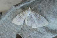 Patania ruralis