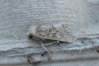 Luperina dumerilii