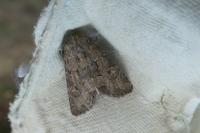 Luperina testacea