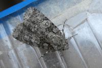 Acronicta rumicis