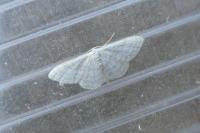 Idaea subsericeata