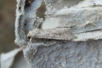 Spodoptera exigua