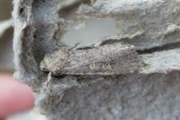 Spodoptera exigua