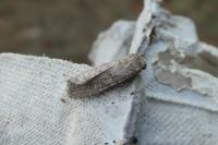 Spodoptera exigua