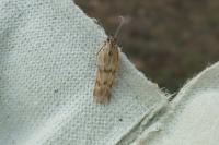 Homoeosoma sinuella