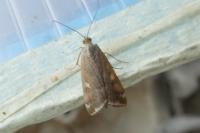 Loxostege sticticalis