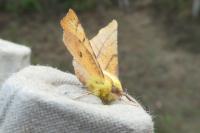 Ennomos alniaria