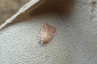 Carcina quercana
