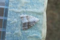 Meganola albula