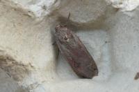 Noctua pronuba
