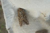Luperina dumerilii