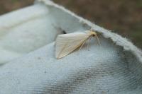 Rhodometra sacraria