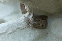 Agrotis bigramma