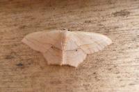 Scopula imitaria