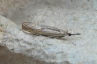 Agriphila geniculea