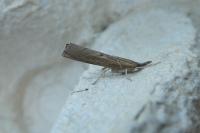 Pediasia contaminella