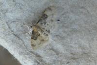 Idaea filicata