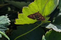 Pyrausta purpuralis
