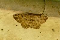 Peribatodes rhomboidaria