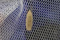 Pelosia muscerda