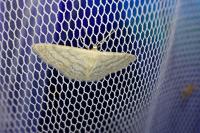 Idaea subsericeata