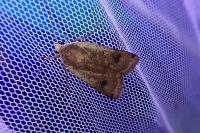 Noctua pronuba