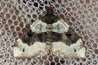 Cosmorhoe ocellata